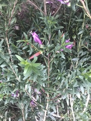 Eremophila maculata