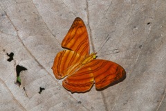Chersonesia rahria