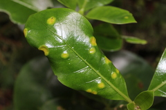 Puccinia coprosmae