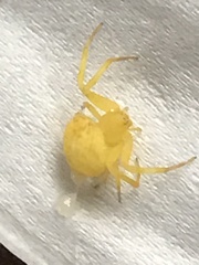 Thomisidae