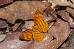 Chersonesia rahria
