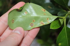 Puccinia coprosmae