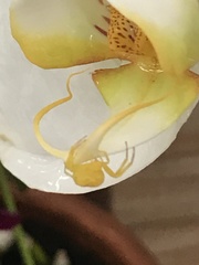 Thomisidae