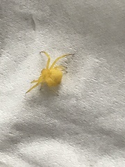 Thomisidae