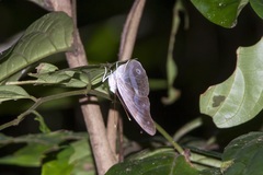 Eulaceura osteria