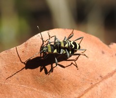 Chlorophorus curtisi