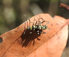 Chlorophorus curtisi