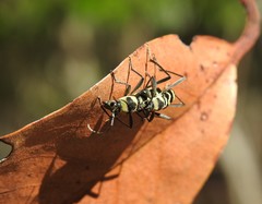 Chlorophorus curtisi