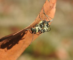 Chlorophorus curtisi