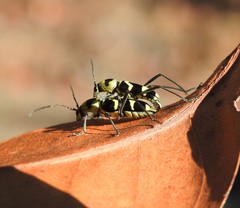 Chlorophorus curtisi