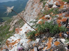 Pulsatilla tenuiloba
