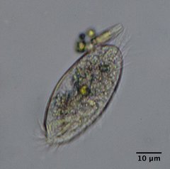 Spirotrichea