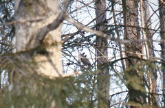 Accipiter nisus