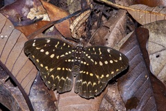 Lexias canescens