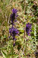 Asyneuma campanuloides