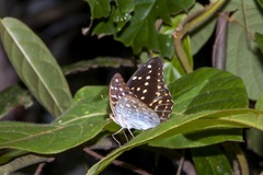 Lexias dirtea