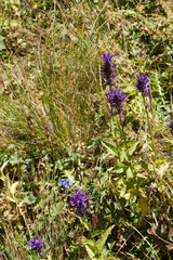 Asyneuma campanuloides