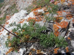 Pulsatilla tenuiloba