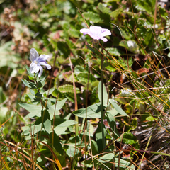 Linum hypericifolium