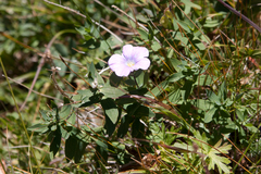 Linum hypericifolium