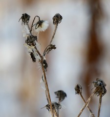 Picris japonica kamtschatica