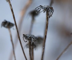Picris japonica kamtschatica