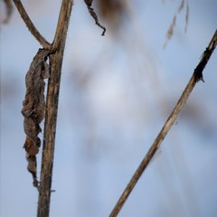Picris japonica kamtschatica