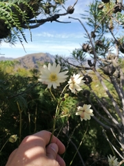 Knowltonia anemonoides