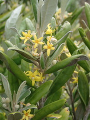 Corokia macrocarpa