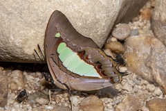 Polyura hebe