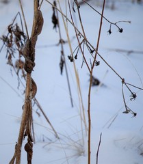 Picris japonica kamtschatica
