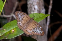 Tanaecia