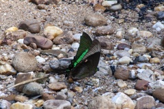 Papilio palinurus
