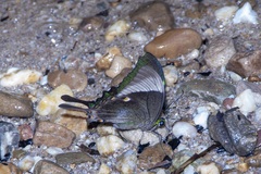 Papilio palinurus