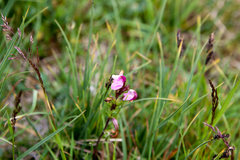Pedicularis nordmanniana