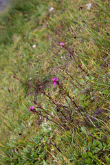 Pedicularis nordmanniana