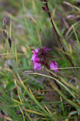 Pedicularis nordmanniana