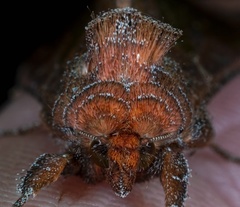 Thysanoplusia intermixta