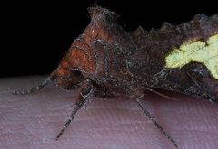 Thysanoplusia intermixta