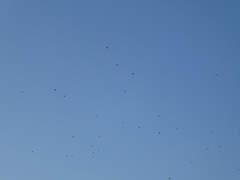 Turdus pilaris