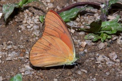 Appias nero
