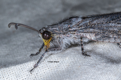 Heoclisis fundata