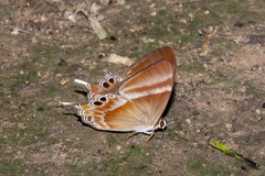Abisara savitri