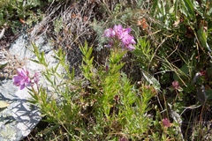 Chamaenerion colchicum