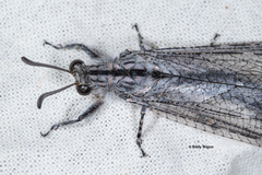 Heoclisis fundata