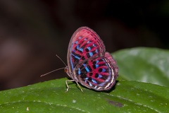Paralaxita orphna