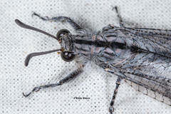 Heoclisis fundata