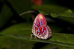 Paralaxita telesia