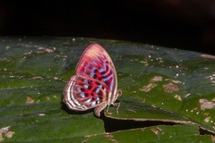 Paralaxita telesia
