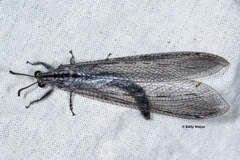 Heoclisis fundata